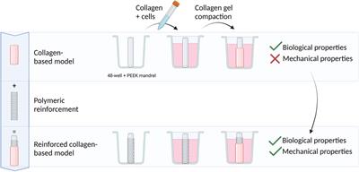 Polymeric reinforcements for cellularized collagen-based vascular wall models: influence of the scaffold architecture on the mechanical and biological properties